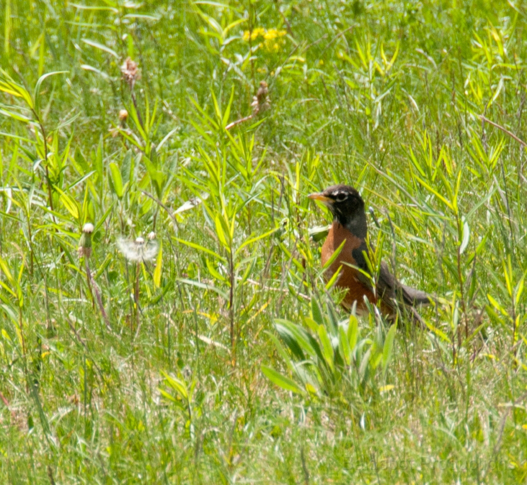 020__DSC1204.jpg - Robin at the Mt. Greylock summit