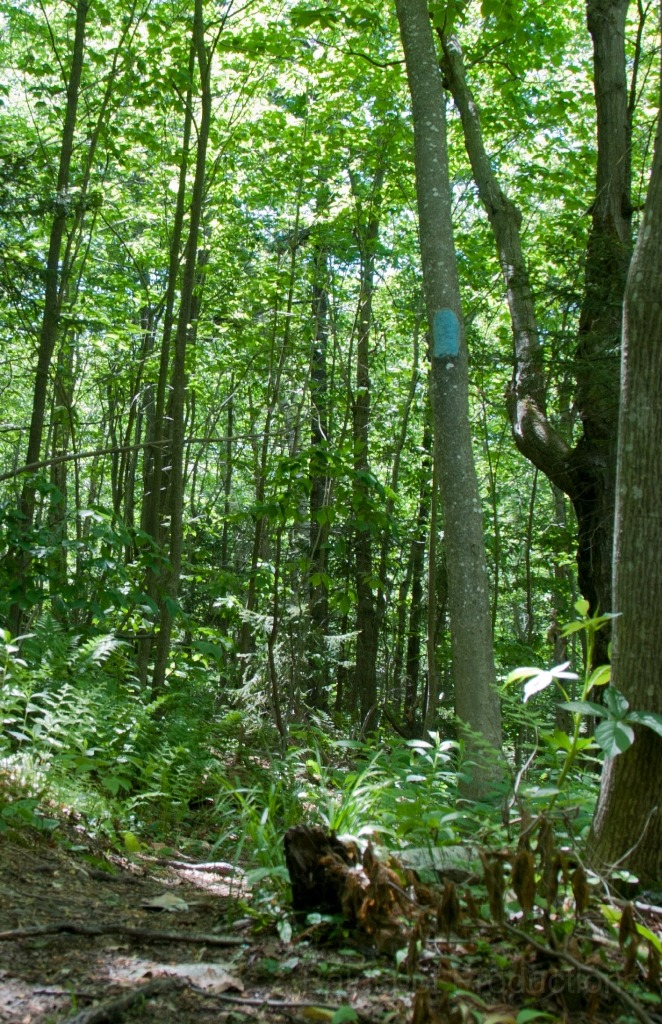 028__DSC1215.jpg - Mt. Greylock: Rounds Rock loop trail