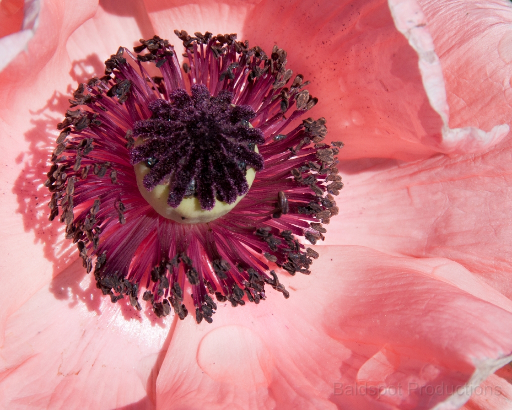 046__DSC1257.jpg - Shelburne Falls MA: Bridge of Flowers