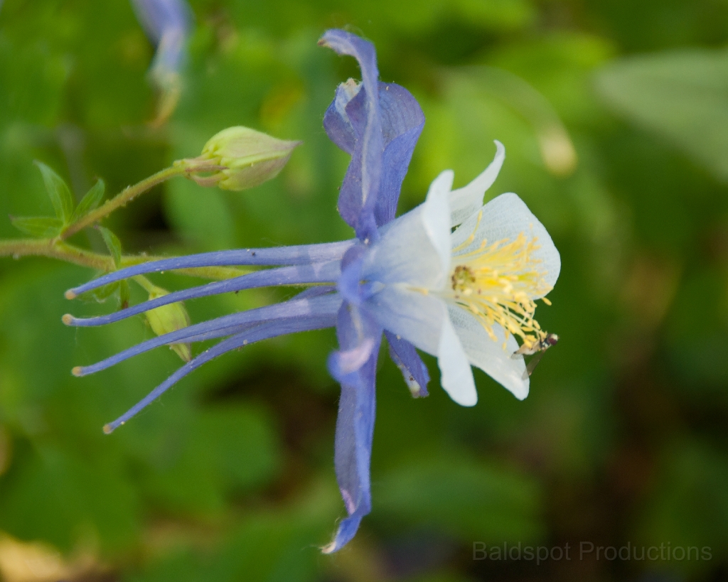 049__DSC1264.jpg - Shelburne Falls MA: Bridge of Flowers