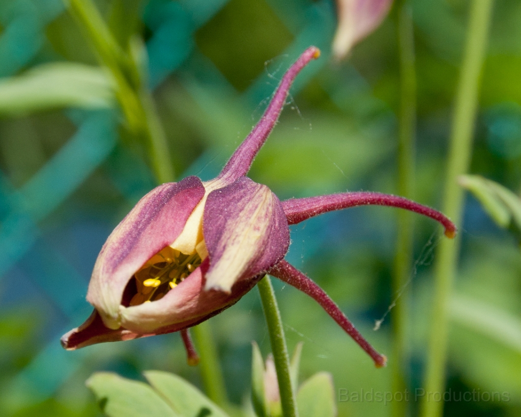 057__DSC1291.jpg - Shelburne Falls MA: Bridge of Flowers