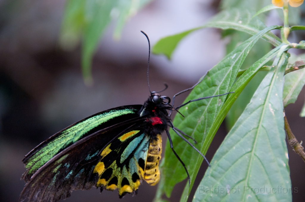 060__DSC1296.jpg - Magic Wings Butterfly Conservatory, South Deerfield MA