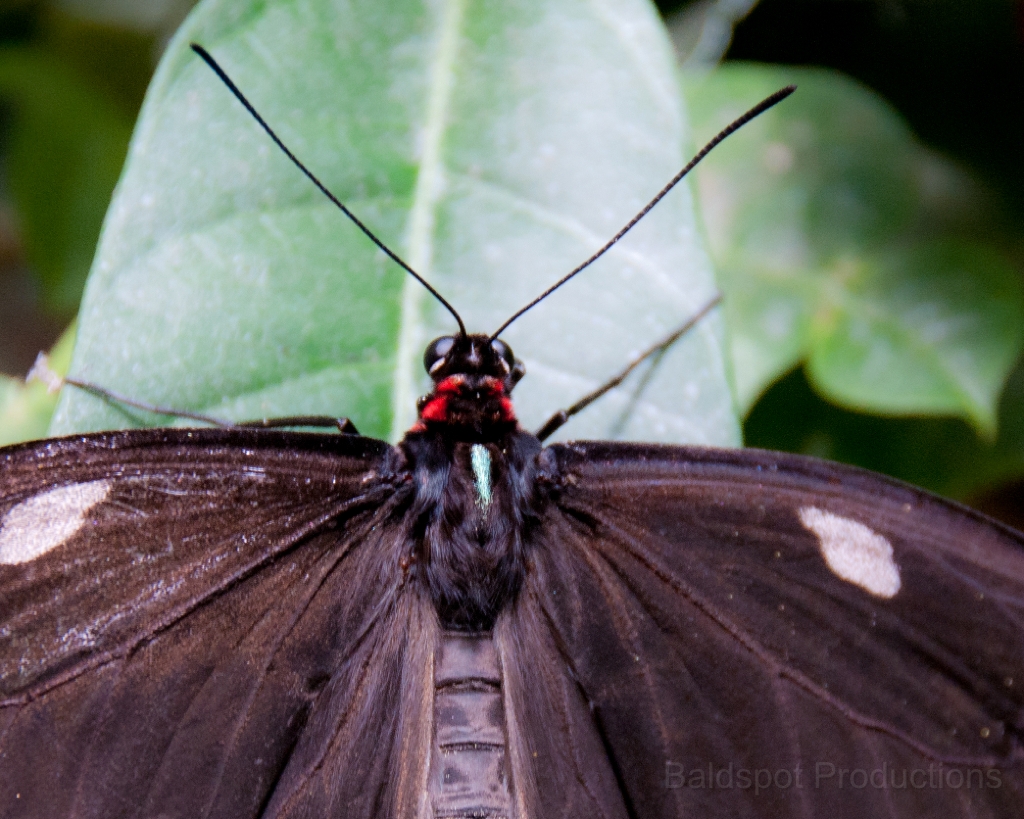 062__DSC1300.jpg - Magic Wings Butterfly Conservatory, South Deerfield MA