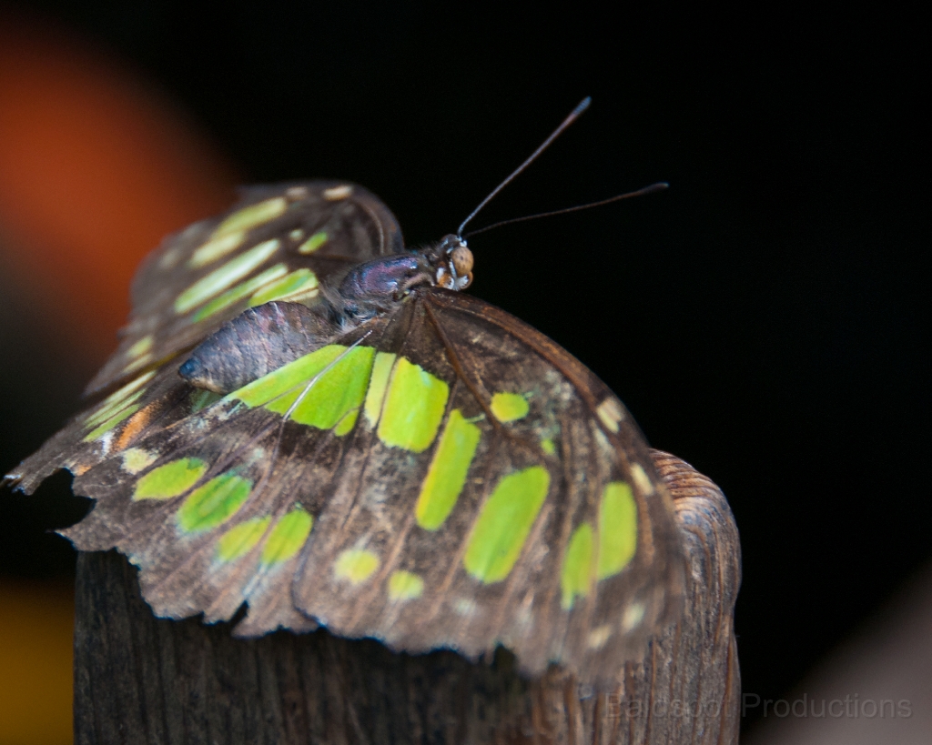 064__DSC1304.jpg - Magic Wings Butterfly Conservatory, South Deerfield MA