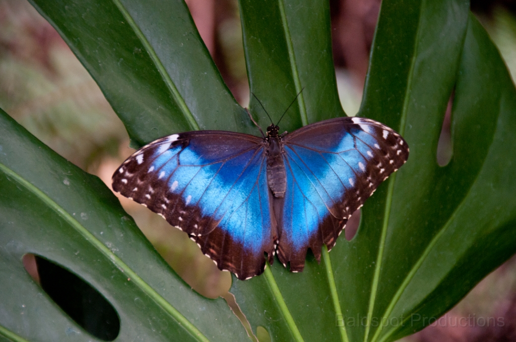 074__DSC1326.jpg - Magic Wings Butterfly Conservatory, South Deerfield MA