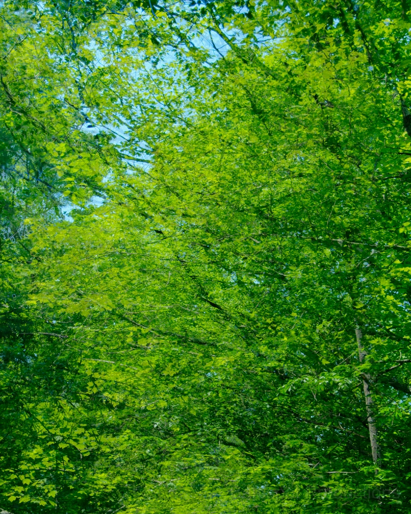 092__DSC1369And7more_tonemapped.jpg - Pittsfield State Forest, Pittsfield MA