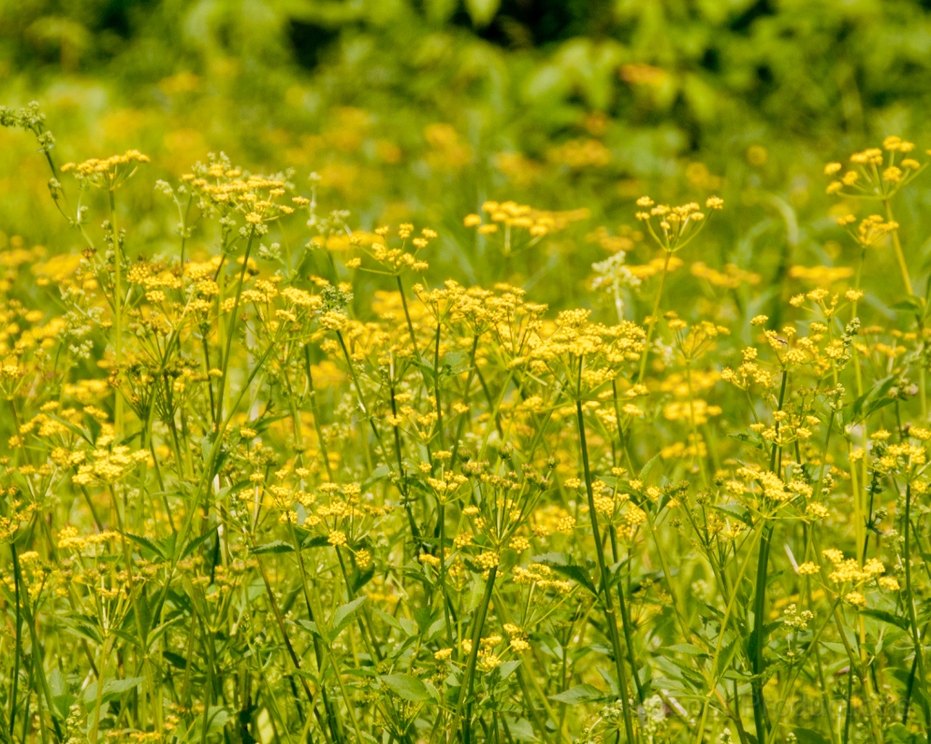 094__DSC1380.jpg - Pittsfield State Forest, Pittsfield MA