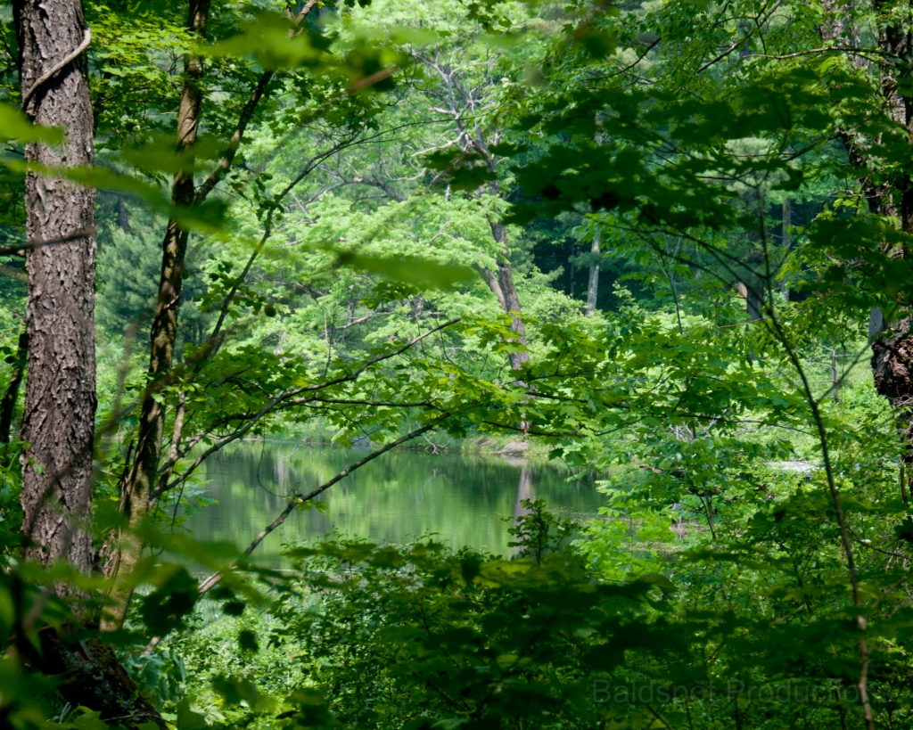 102__DSC1388.jpg - Pleasant Valley Audobon Sanctuary, Lenox, MA