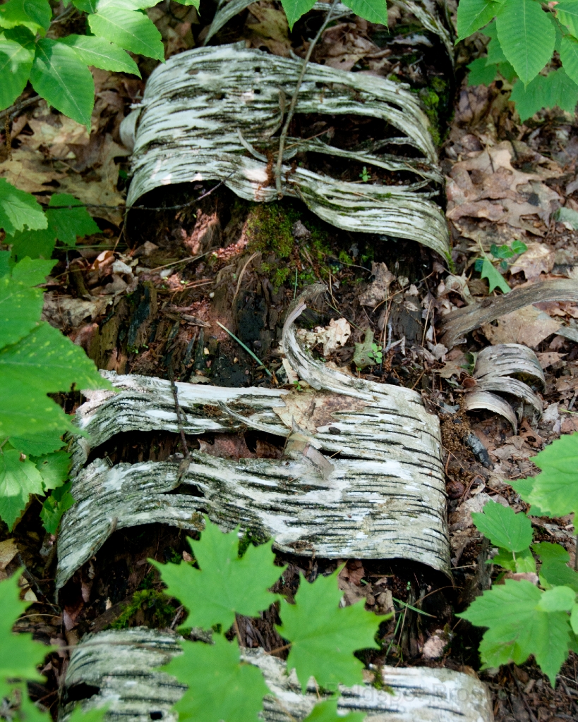 104__DSC1395.jpg - Pleasant Valley Audobon Sanctuary, Lenox, MA