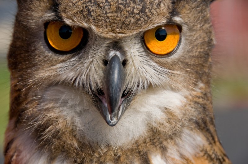 _DSC1947.jpg - Eurasian Eagle Owl