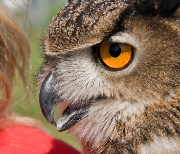 _DSC1950.jpg - More Eagle Owl