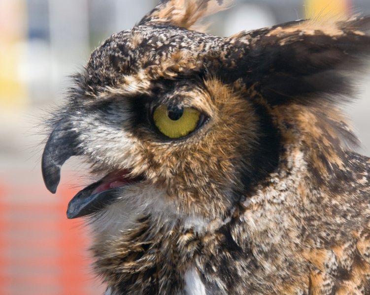 _DSC1956.jpg - Great Horned Owl (panting because it's warm)