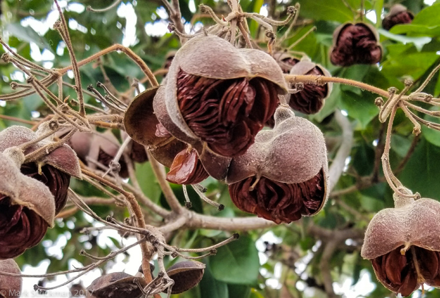 20170904_131428------San Diego Zoo-------September 04, 2017