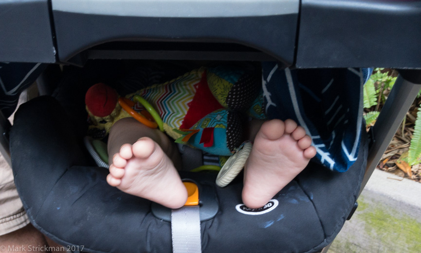 APC_0715------San Diego Zoo --  more baby feet!-------September 04, 2017