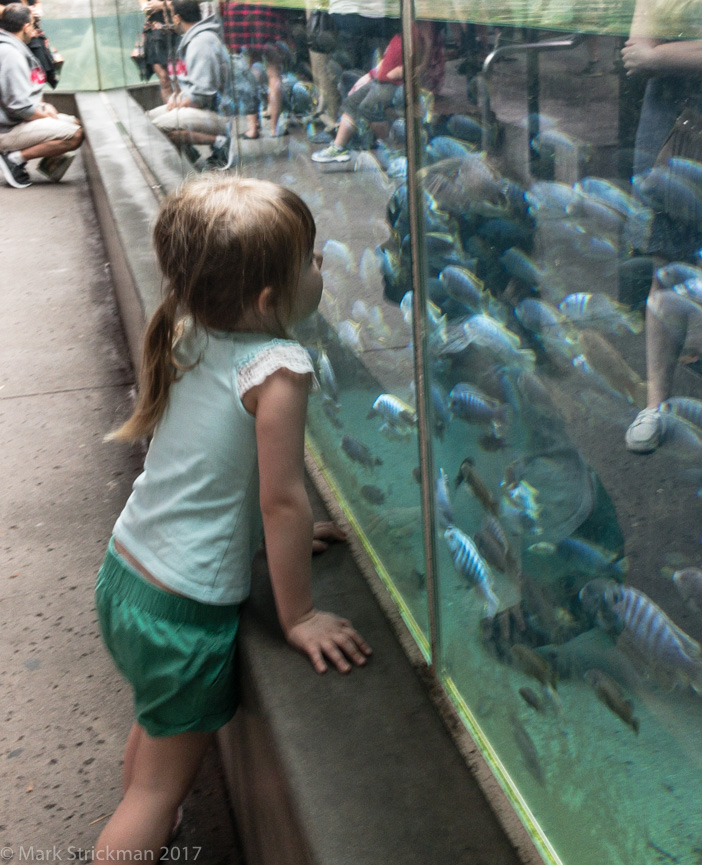 APC_0719------San Diego Zoo-------September 04, 2017