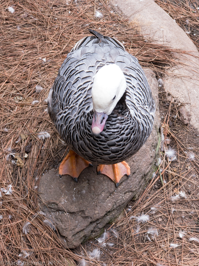 APC_0752------San Diego Zoo-------September 04, 2017