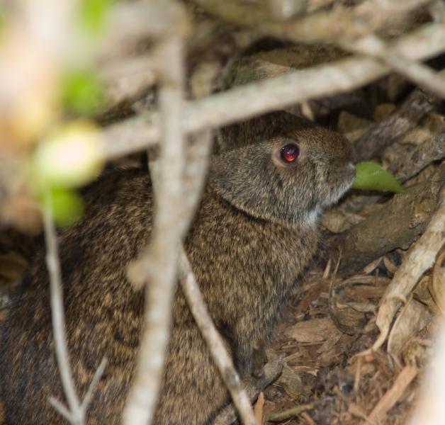 DSC_0434.jpg - Bunny in the bush