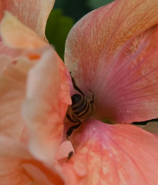 DSC_0441.jpg - Hibiscus at Pointe Santo