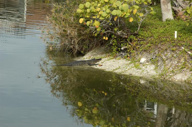 DSC_0452.jpg - Pointe Santo resident gator (lagoon in middle of condos)