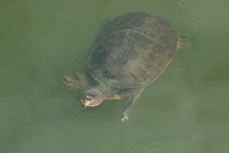 DSC_0454.jpg - Pointe Santo turtle