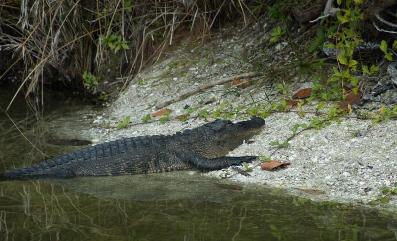 DSC_0455.jpg - Pointe Santo gator closeup