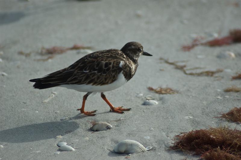 DSC_0510.jpg - Ruddy Turnstone