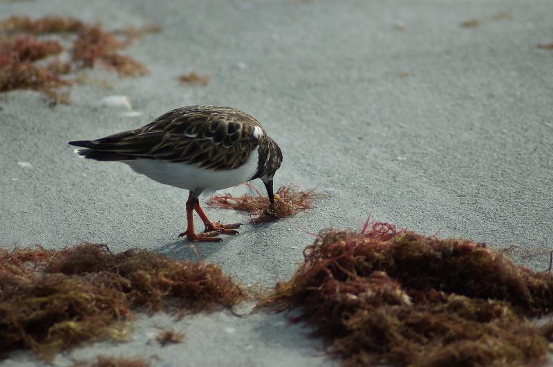 DSC_0511.jpg - Ruddy Turnstone