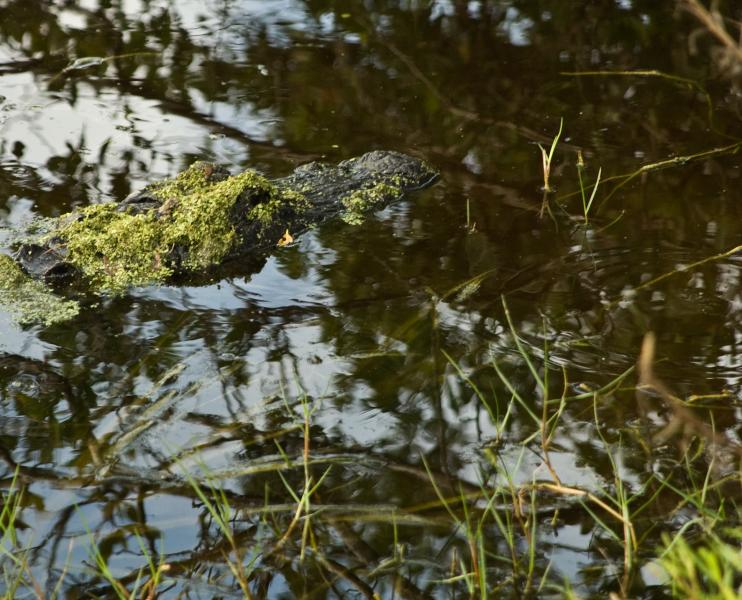 DSC_0521.jpg - Cypress Swamp hike gator (one of many)