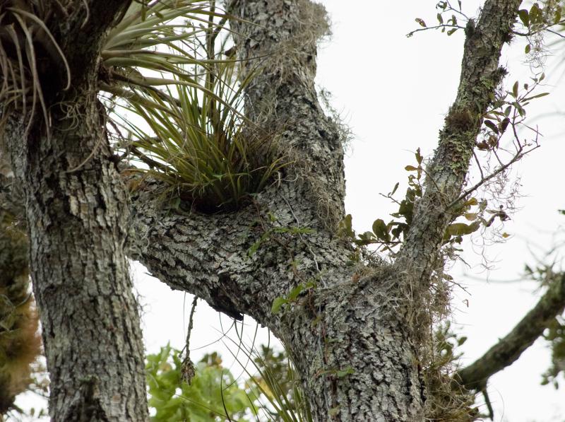 DSC_0523.jpg - Bromeliad in a tree crotch