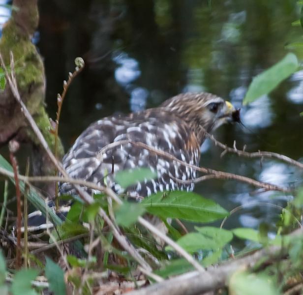 DSC_0526.jpg - Red Shouldered Hawk