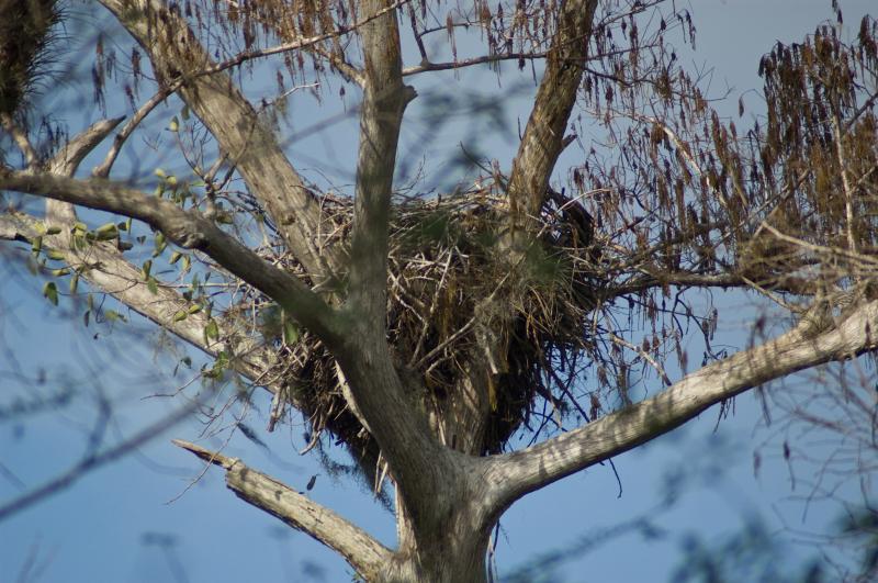 DSC_0532.jpg - Bald Eagle  nest