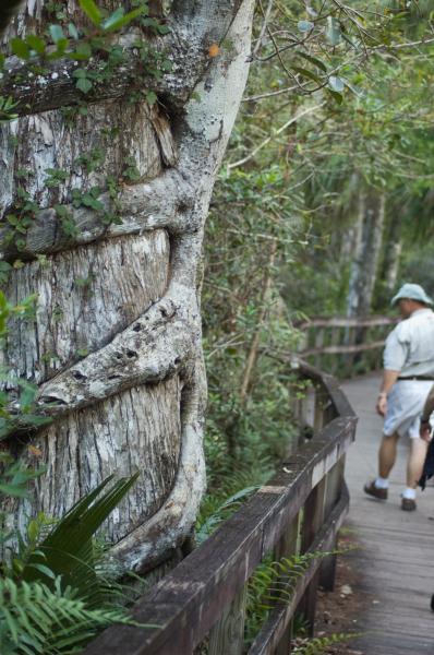 DSC_0537.jpg - Strangler fig