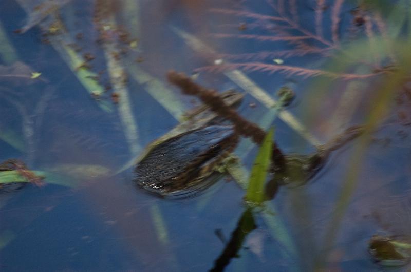 DSC_0544.jpg - A snake sticks his head out