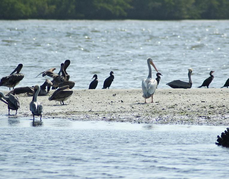 DSC_0566.jpg - Brown pelicans and a single white pelican