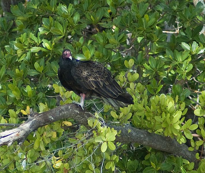 DSC_0569.jpg - Vulture on a mangrove "island"