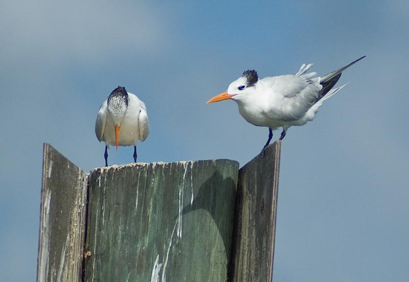 DSC_0570.jpg - Royal terns in 10000 island area