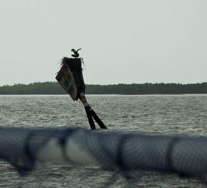 DSC_0586.jpg - Nesting Osprey