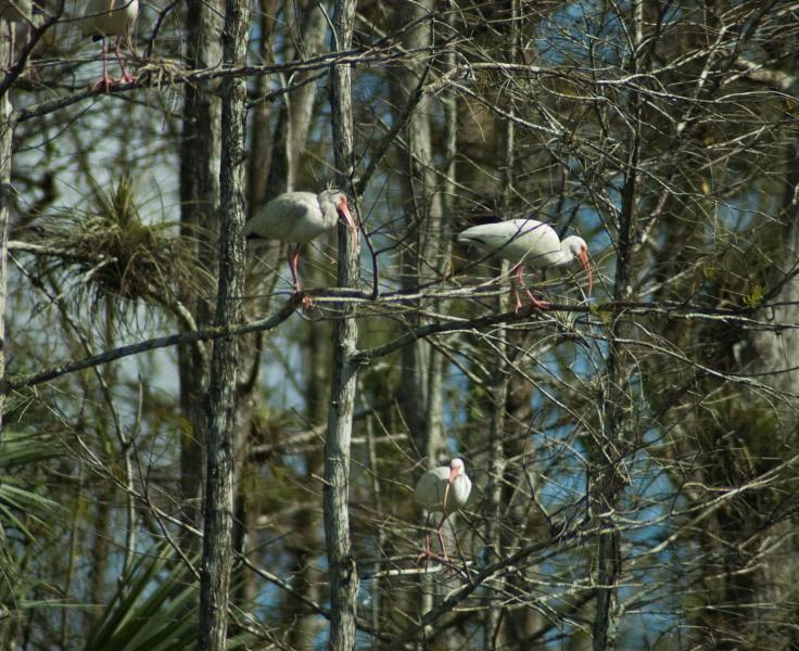 DSC_0610.jpg - Ibis