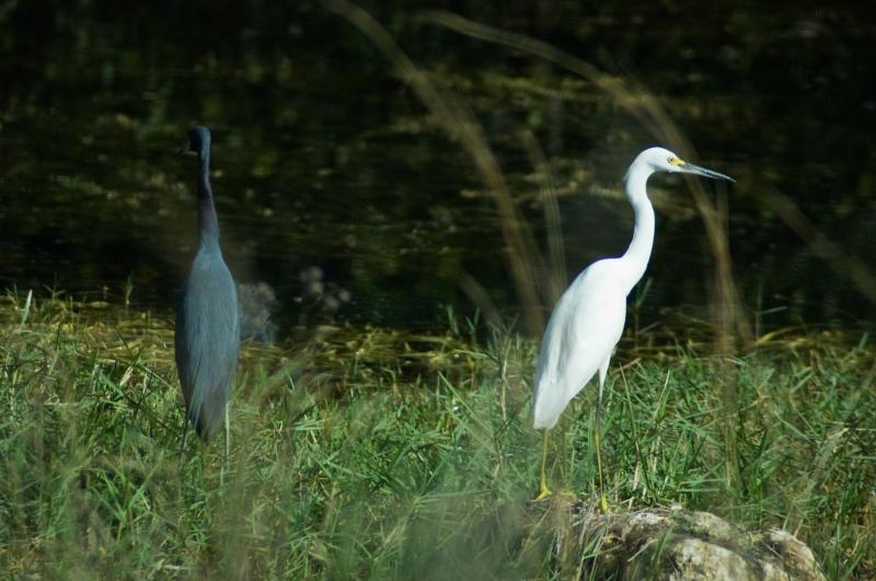 DSC_0614.jpg - Little Blue Heron and Snowy Egret