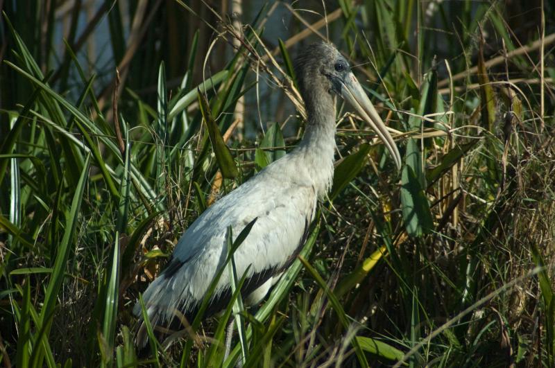 DSC_0618.jpg - Wood Stork