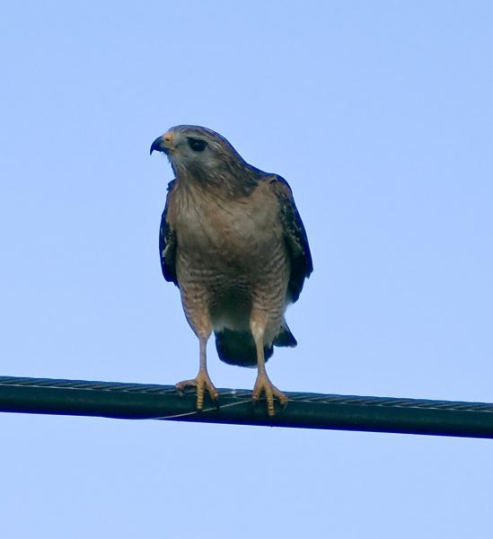 DSC_0637.jpg - Red Shouldered Hawk