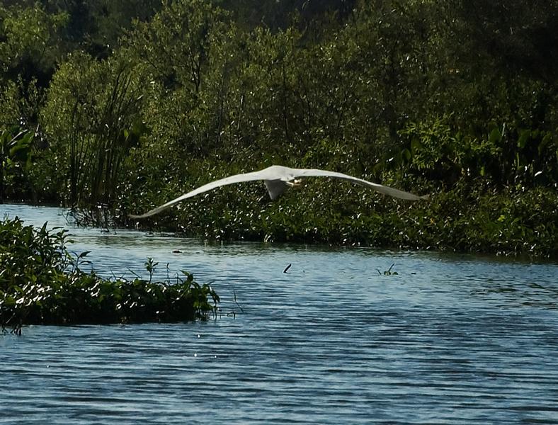 DSC_0656.jpg - Airboat ride on Lake Trafford