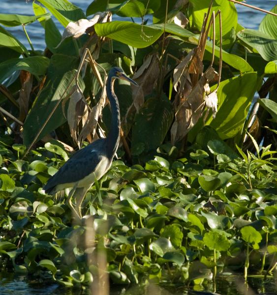 DSC_0667.jpg - Airboat ride on Lake Trafford