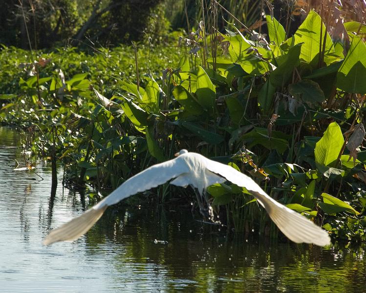 DSC_0671.jpg - Airboat ride on Lake Trafford