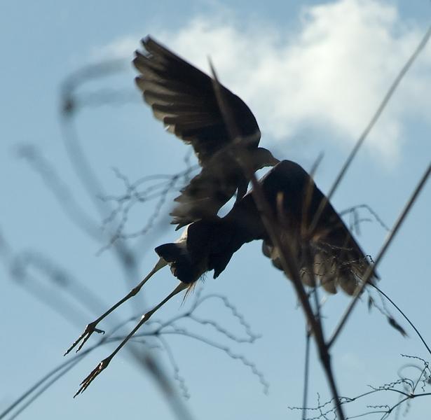 DSC_0683.jpg - Airboat ride on Lake Trafford