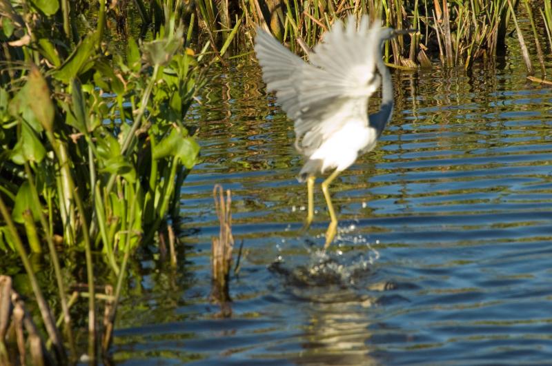 DSC_0687.jpg - Airboat ride on Lake Trafford