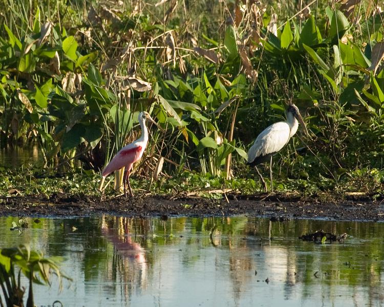 DSC_0692.jpg - Roseate spoonbill and wood stork