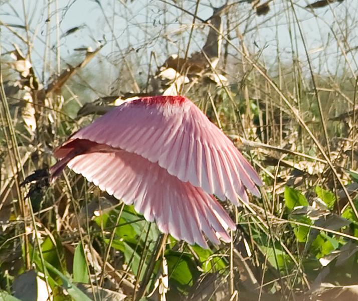 DSC_0693.jpg - Roseate spoonbill flight sequence