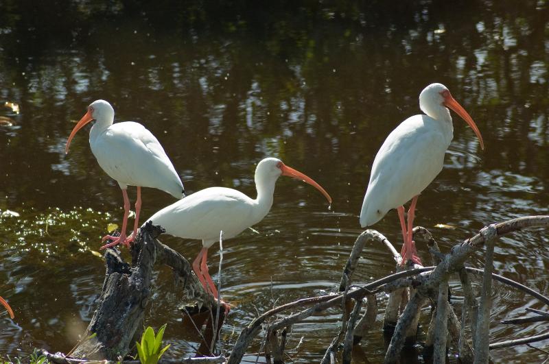 DSC_0732.jpg - Lots o' white ibis