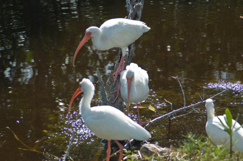 DSC_0734.jpg - More lots o' white ibis